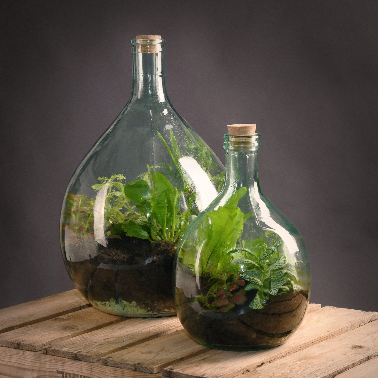 DIY Pflanzenterrarium Terrariumflasche 5 Liter, Starterset