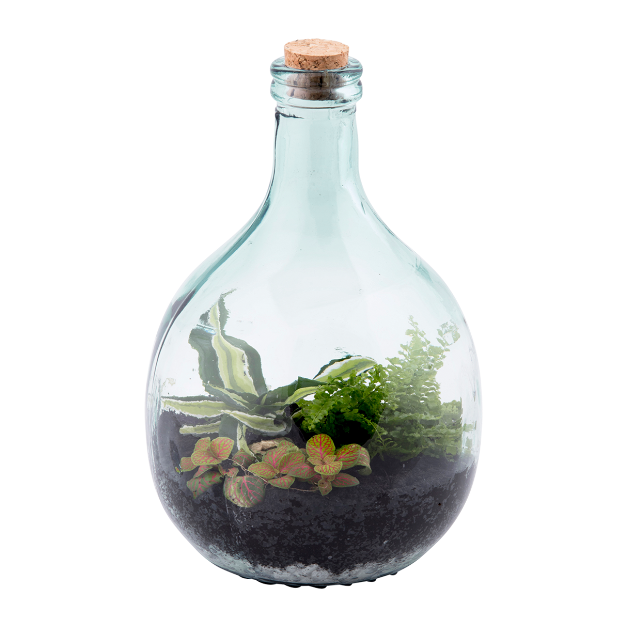 DIY Pflanzenterrarium Terrariumflasche 5 Liter, Starterset